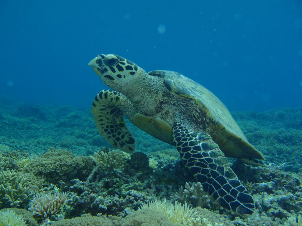 Okinawa Resort Zamami Εξωτερικό φωτογραφία